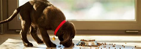 Many puppy owners wonder, how long should i feed puppy food? here is a general timeline for what your puppy needs at each stage of his first year of life. Reasons Why Your Dog is Throwing Up After Eating | Hill's Pet