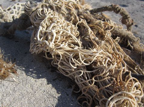 Gambar : pantai, pasir, rumput laut, dekat, akar, kalah, kapar, jaring