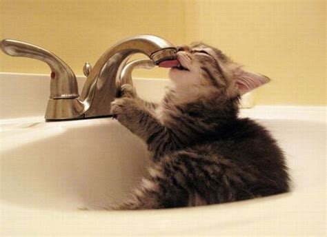 Thirsty Kitten
