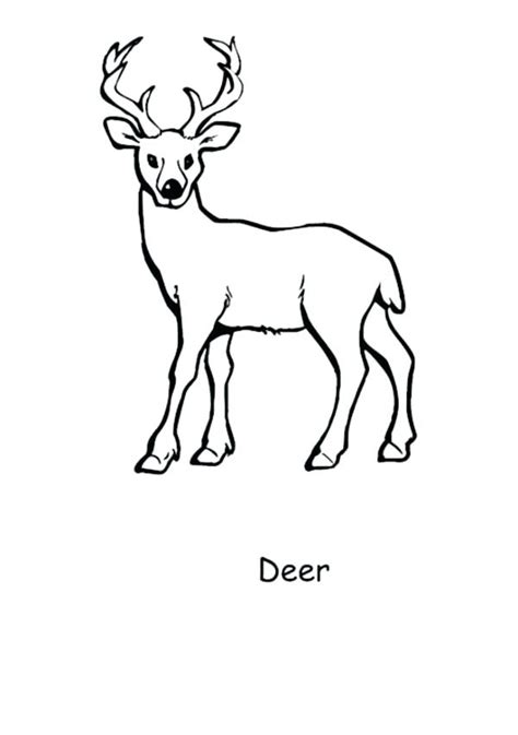 Feel free to print and color from the best 37+ baby deer coloring pages at getcolorings.com. Baby Deer Drawing at GetDrawings | Free download