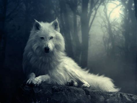 Evil Wolves Wallpapers Top Free Evil Wolves Backgrounds Wallpaperaccess