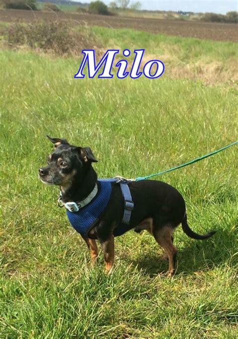 Milo 4 Year Old Male Chihuahua Cross Miniature Pinscher Available For