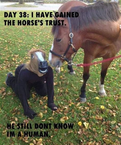 Wastetheday Funny Horse Memes Funny Horses Horse Memes