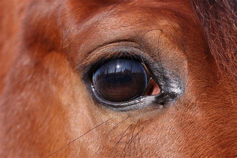 Blepharitis In Horses Symptoms Causes Diagnosis Treatment