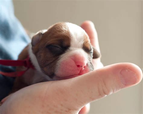 When Do Puppies Open Their Eyes: Complete Answer | Pets Nurturing