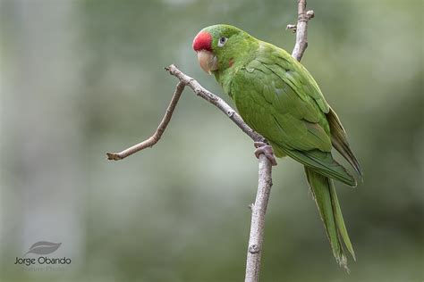 Crimson Fronted Parakeet Psittacara Finschi Perico Frentir Flickr