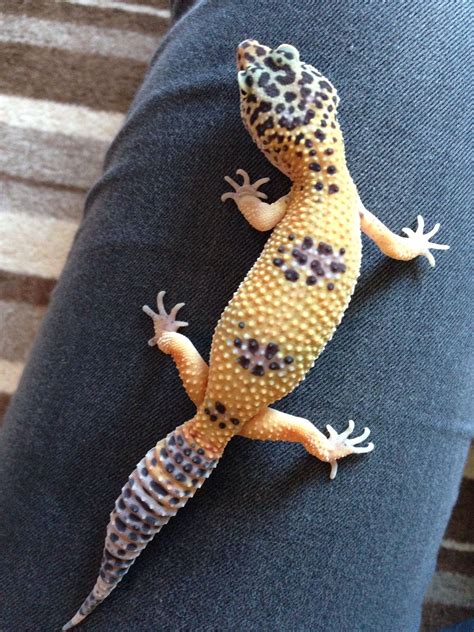 Leopard Gecko Baby Morphs