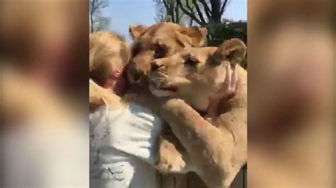 Lions Amazing Reaction After Seeing Woman Who Hand Reared Them For First Time In Seven Years