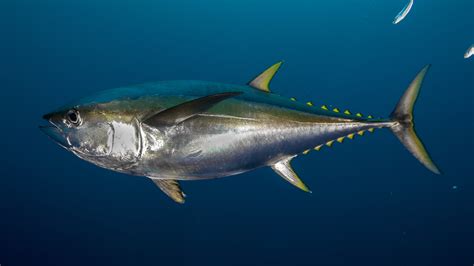 Tuna Reel Big Fish Teen And Dad Land 700 Pound Tuna Off Gloucester