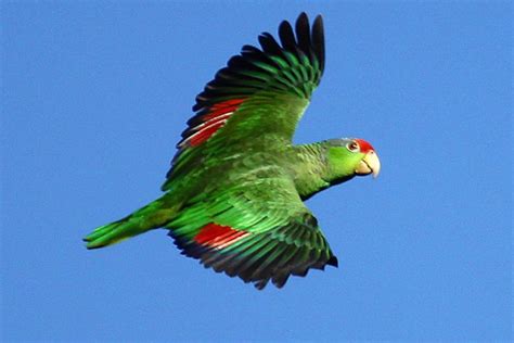 Red Crowned Parrot In Flight 10000 Birds