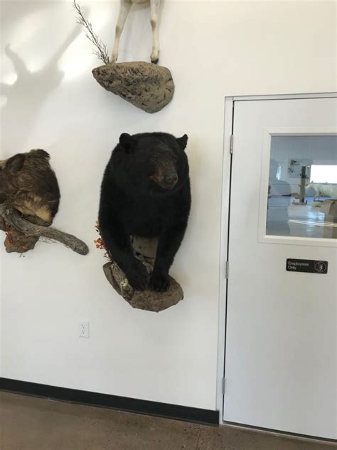 Black Bear Half Mount Taxidermy Stehlings Taxidermy