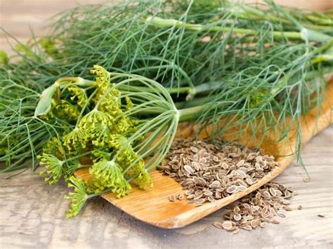 dill seed vs dill weed differences and uses on the gas the art science and culture of food
