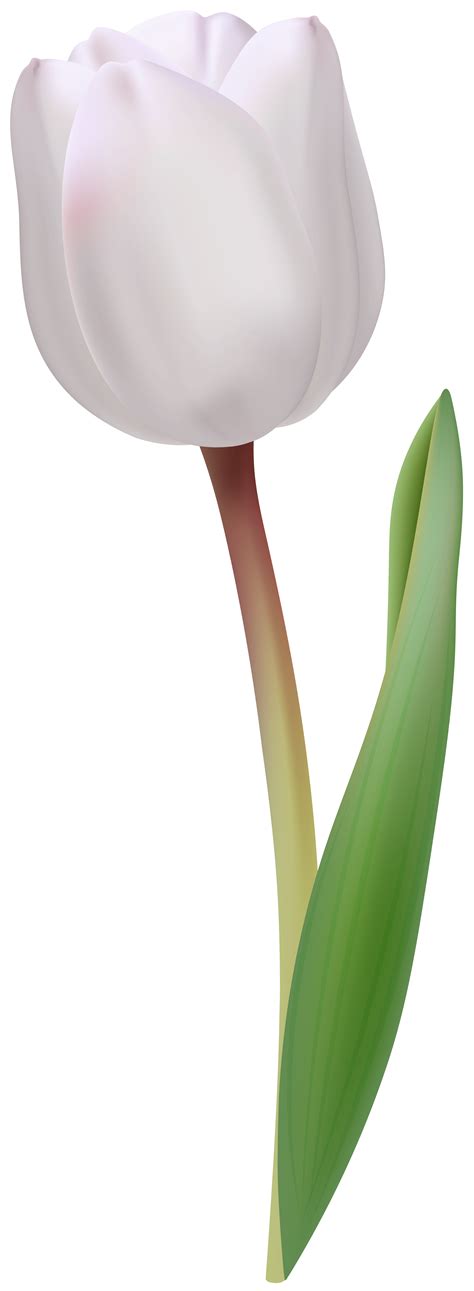 White Tulip Images Clipart 10 Free Cliparts Download Images On