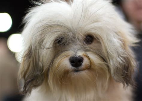 Sneak Peek Behind The Scenes At The 2015 National Dog Show Vetstreet