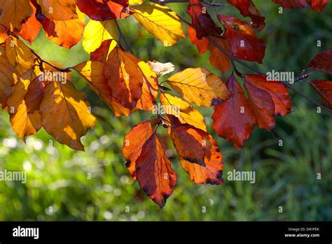 Leaves Of A Copper Beech Tree In Autumn Stock Photo Alamy