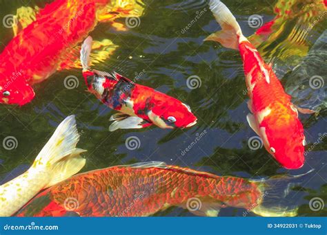 Kois Carp In A Pond Stock Image Image Of Landscaped 34922031