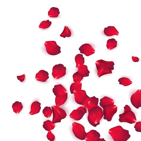 Падающие лепестки красной розы изолированные на белом фоне векторная
