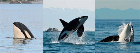 Three Southern Resident Orcas Missing Presumed Dead The Journal Of