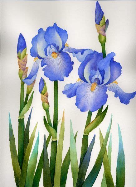 Pin By Iris Gilboa On Flowers Iris Drawing Blue Iris Flowers Iris