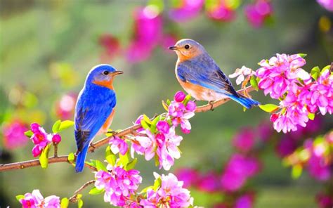 Spring Birds Desktop Wallpapers Top Free Spring Birds Desktop