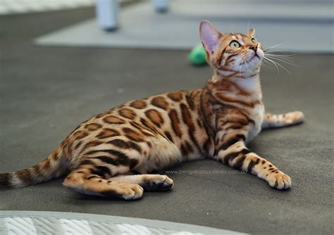 Finding a quality bengal cat breeder near you can be a difficult task, that's why we've created our bengal cat breeder database. Bengal Cat Breeders Near Me - Baby Bengal Kitten