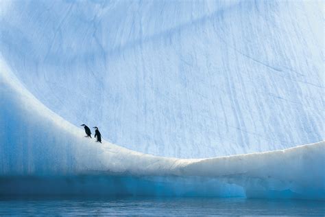 Wallpaper Penguins Animals Water Iceberg Blue