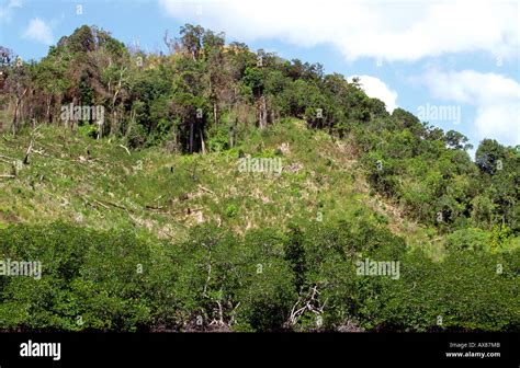 Philippines Palawan Environment Deforestation Near Liminangcong Stock