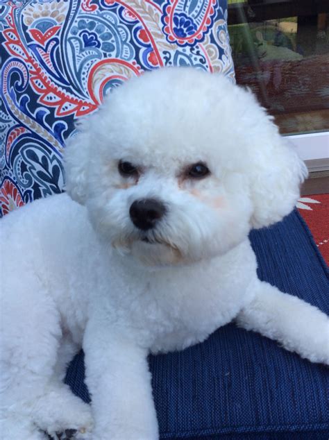 Pin By Mary Nafziger On Bichons Cute Animals Bichon Frise Puppies