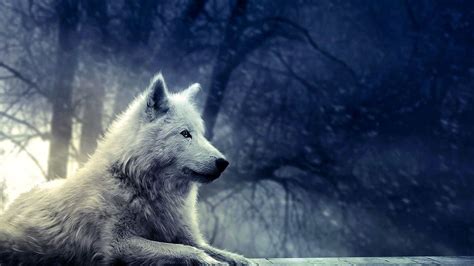 Wolf Wallpapers Full Hd Wolf Wallpaperspro Images And Photos Finder