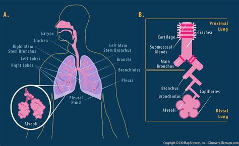 Lung Anatomy And Structure Infographic Lifemap Discovery