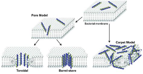 2 Mechanisms Of Amp Induced Pore Formation In Bacterial Membranes