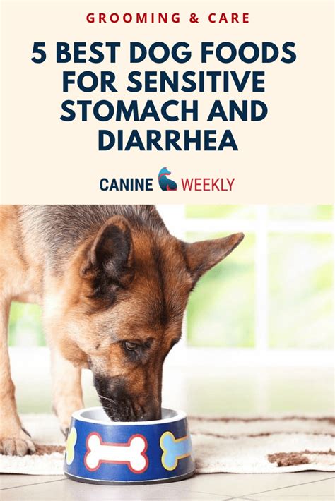 Discover Here The 5 Best Dog Foods For Sensitive Stomach And Diarrhea