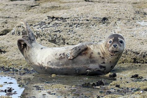 Wildlife And Landscapes Grey Seals