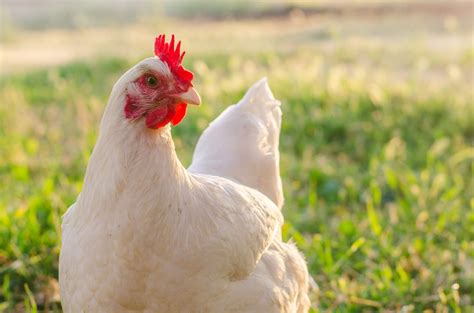 Die weißen sind die am weitesten verbreitete rasse. Der Postillon: Huhn fragt sich, ob zuerst Mutter oder ...