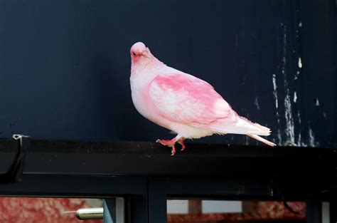 Why Are Some Of Englands Pigeons Pink Audubon
