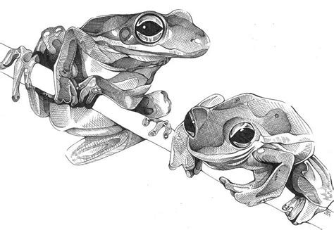 Frogs By J L Gribble Frog Art Art Drawings Sketches Animal Art