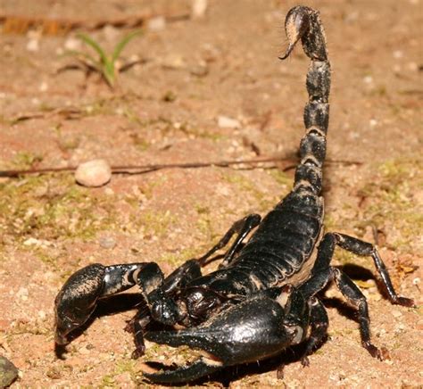 The Worlds Six Smallest And Surprisingly Deadliest Animals