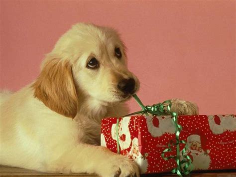 Christmas Puppy Cute Wallpapers Wallpaper Cave