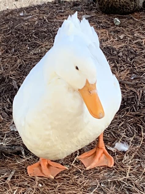 Unsolicited Duck Pic No2 Rthe8bitryanreddit