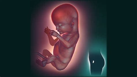 Bbc Health Unborn Baby Development Gallery Week By Week