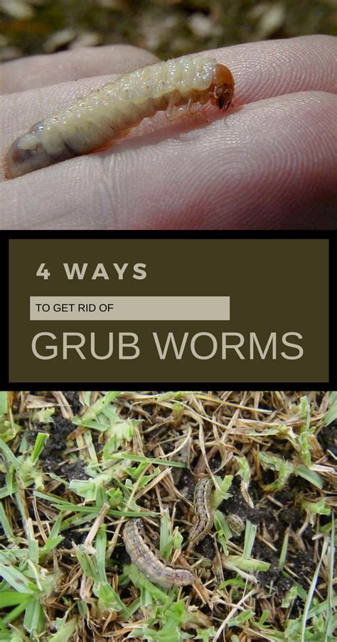 4 Ways To Get Rid Of Grub Worms Grub Worms