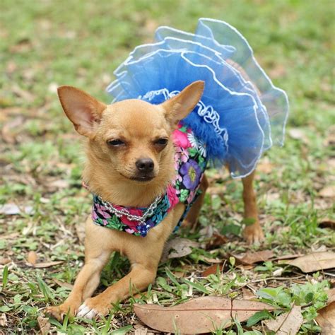 The Charming Chi Yes You Can Have Your Chihuahua Wearing Clothes And