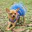 The Charming Chi Yes You Can Have Your Chihuahua Wearing Clothes And 