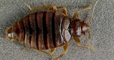 Rare Bed Bug Re Emerges In Florida After 60 Years