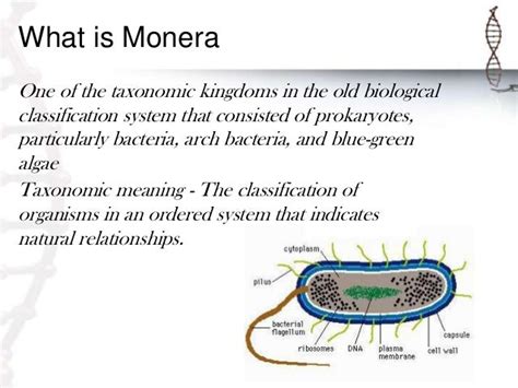 Monera And Protista