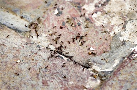 Insectes Sur Le Mur Sortant Par Une Fissure Dans Le Mur Infestation De