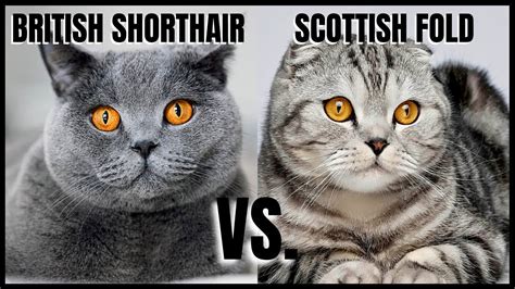 British Shorthair Cat Vs Scottish Fold Cat Youtube