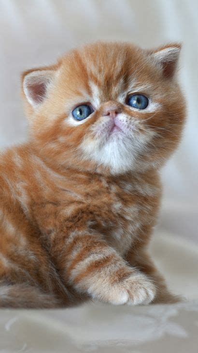 British Shorthair Breed Vs Exotic Shorthair Cat A Detailed Comparison
