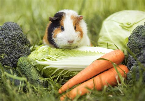 What Can Guinea Pigs Eat Feed My Guinea