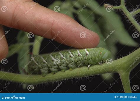 Tomato Hornworm Stock Image Image Of Larvae Slow Tomato 11060143